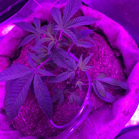 Gg 4  growlog timeline photo