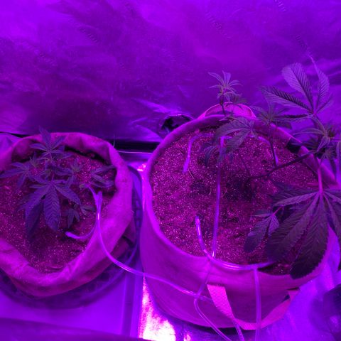 Gg 4  growlog timeline photo