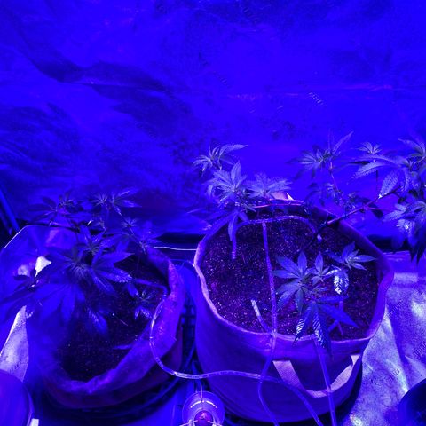 Gg 4  growlog timeline photo
