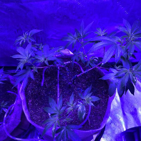 Gg 4  growlog timeline photo