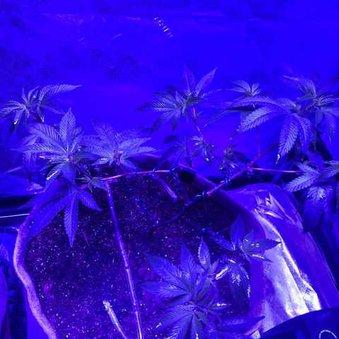 Gg 4  growlog timeline photo