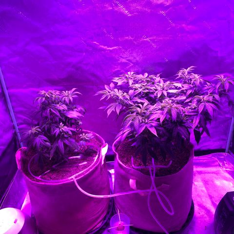 Gg 4  growlog timeline photo