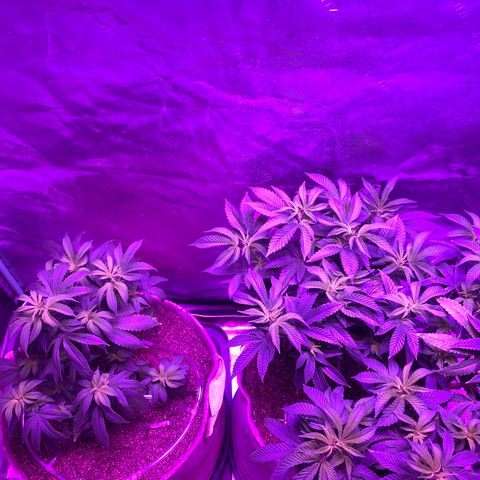 Gg 4  growlog timeline photo