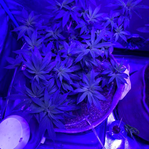 Gg 4  growlog timeline photo