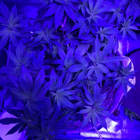 Gg 4  growlog timeline photo