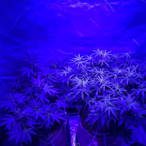 Gg 4  growlog timeline photo