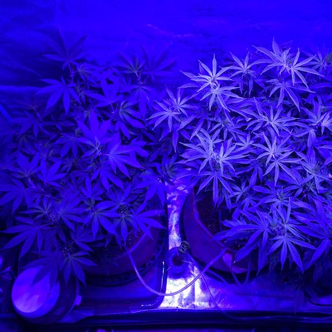 Gg 4  growlog timeline photo