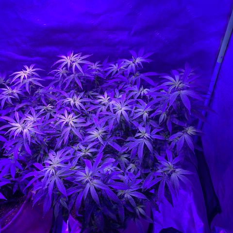 Gg 4  growlog timeline photo