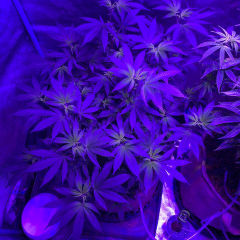 Gg 4  growlog timeline photo