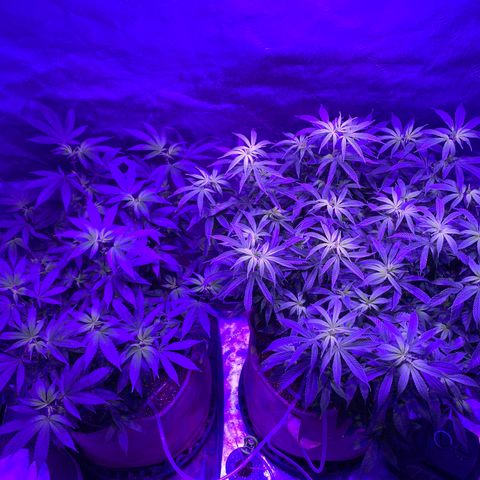 Gg 4  growlog timeline photo