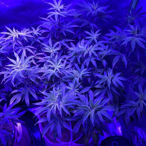 Gg 4  growlog photo: Just trimmed and about to flip to flower 