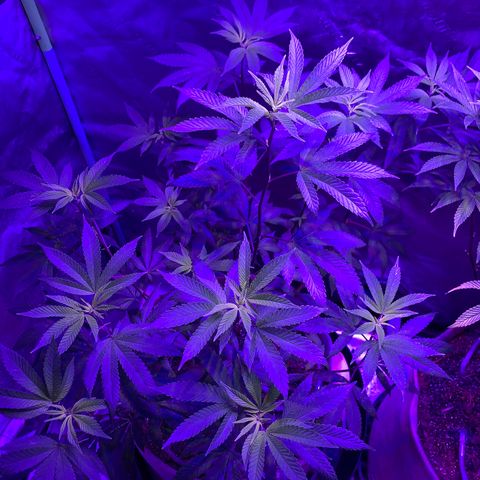 Gg 4  growlog photo: Just trimmed and about to flip to flower 