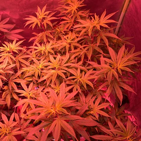 Gg 4  growlog timeline photo