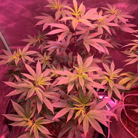 Gg 4  growlog timeline photo