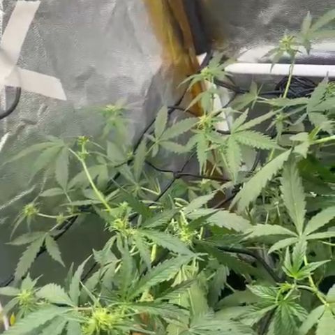 Colômbia Gold growlog timeline photo