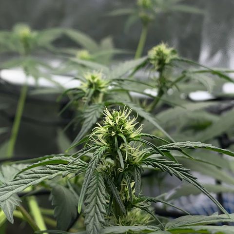 Colômbia Gold growlog photo: Scrog realizado com sucesso!