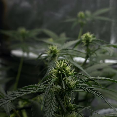 Colômbia Gold growlog photo: Scrog realizado com sucesso!