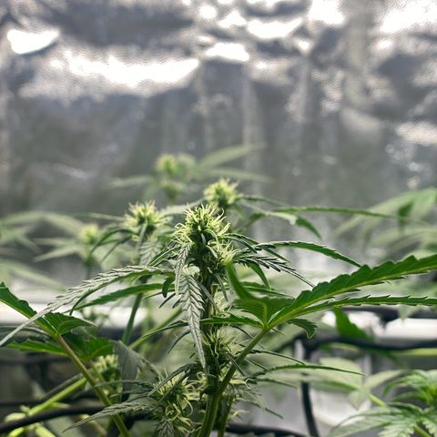 Colômbia Gold growlog photo: Scrog realizado com sucesso!