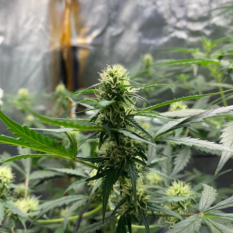 Colômbia Gold growlog timeline photo