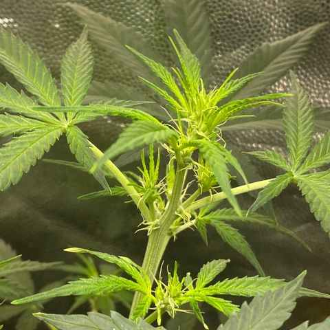 Gorilla Glue growlog timeline photo
