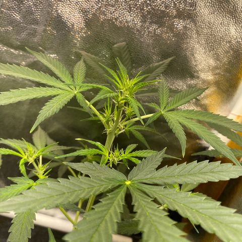 Gorilla Glue growlog timeline photo