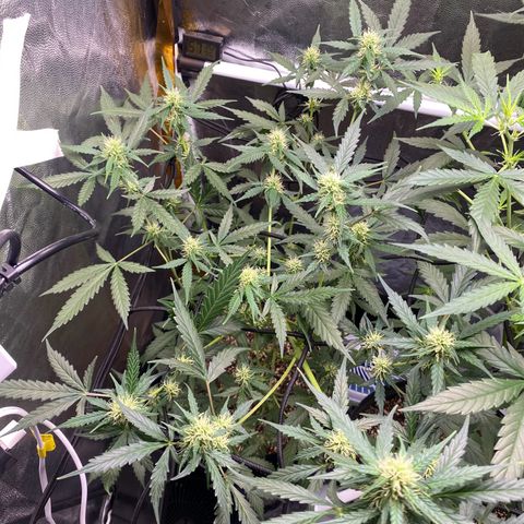 Colômbia Gold growlog timeline photo