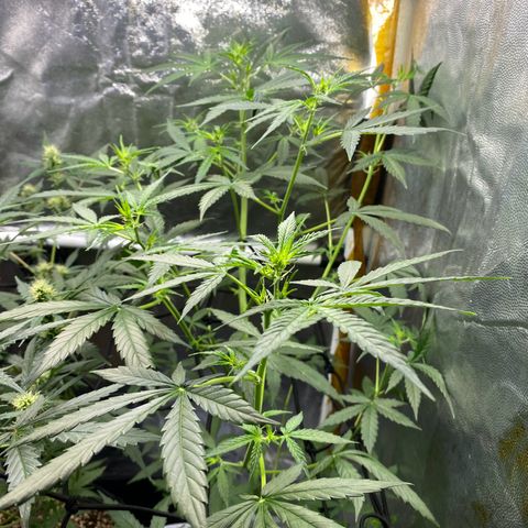 Gorilla Glue growlog timeline photo