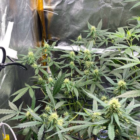 Colômbia Gold growlog timeline photo