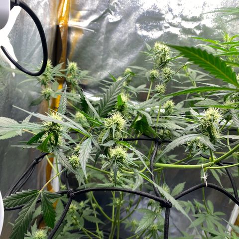 Colômbia Gold growlog timeline photo