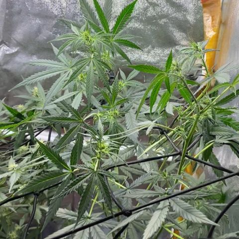 Gorilla Glue growlog timeline photo