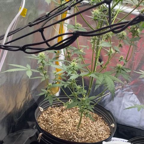 Colômbia Gold growlog timeline photo