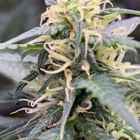 Colômbia Gold growlog timeline photo