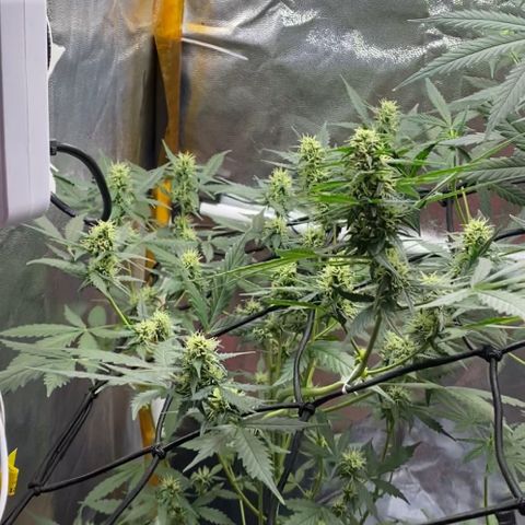 Colômbia Gold growlog timeline photo