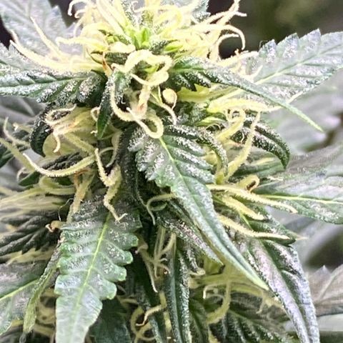 Colômbia Gold growlog timeline photo