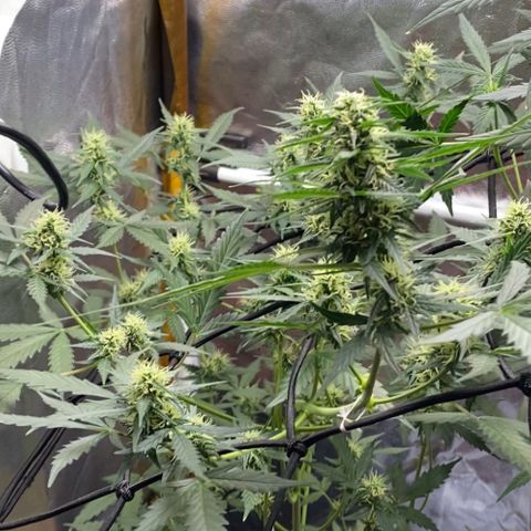 Colômbia Gold growlog timeline photo