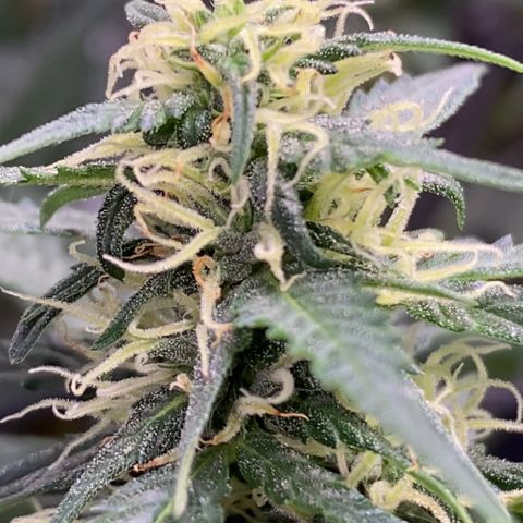 Colômbia Gold growlog timeline photo
