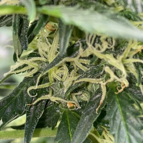 Colômbia Gold growlog timeline photo
