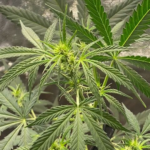 Gorilla Glue growlog timeline photo