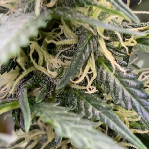 Colômbia Gold growlog timeline photo