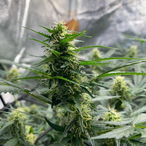 Colômbia Gold growlog timeline photo
