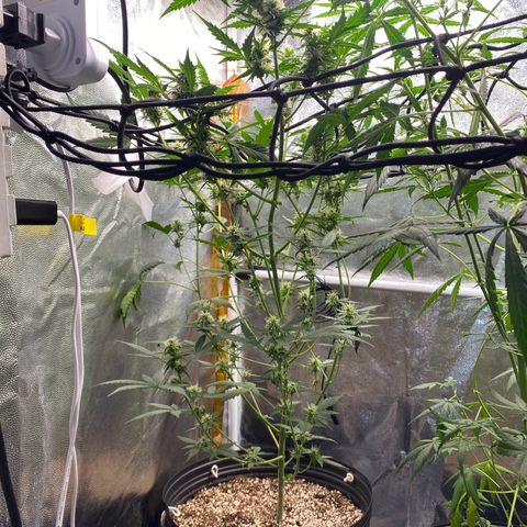 Colômbia Gold growlog timeline photo