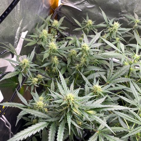 Colômbia Gold growlog timeline photo