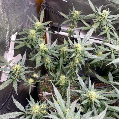 Colômbia Gold growlog timeline photo
