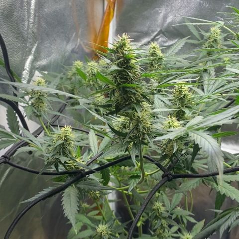 Colômbia Gold growlog timeline photo