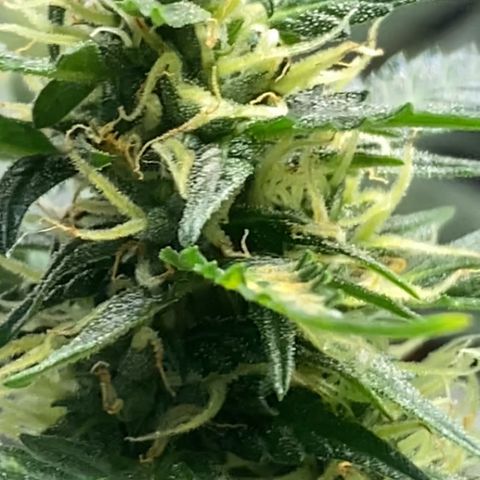 Colômbia Gold growlog timeline photo
