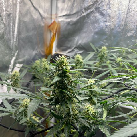 Colômbia Gold growlog timeline photo