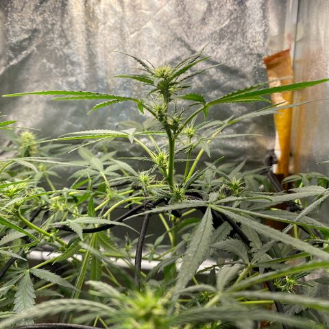 Gorilla Glue growlog timeline photo