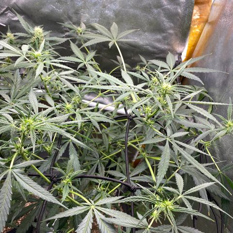 Gorilla Glue growlog timeline photo