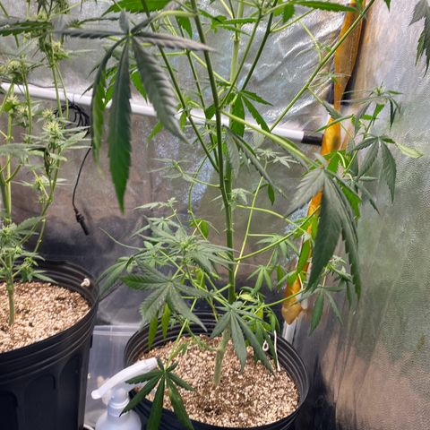 Gorilla Glue growlog timeline photo