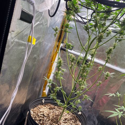Colômbia Gold growlog timeline photo